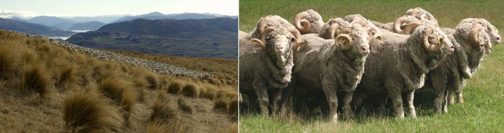 Neuseeland Merino Schafe