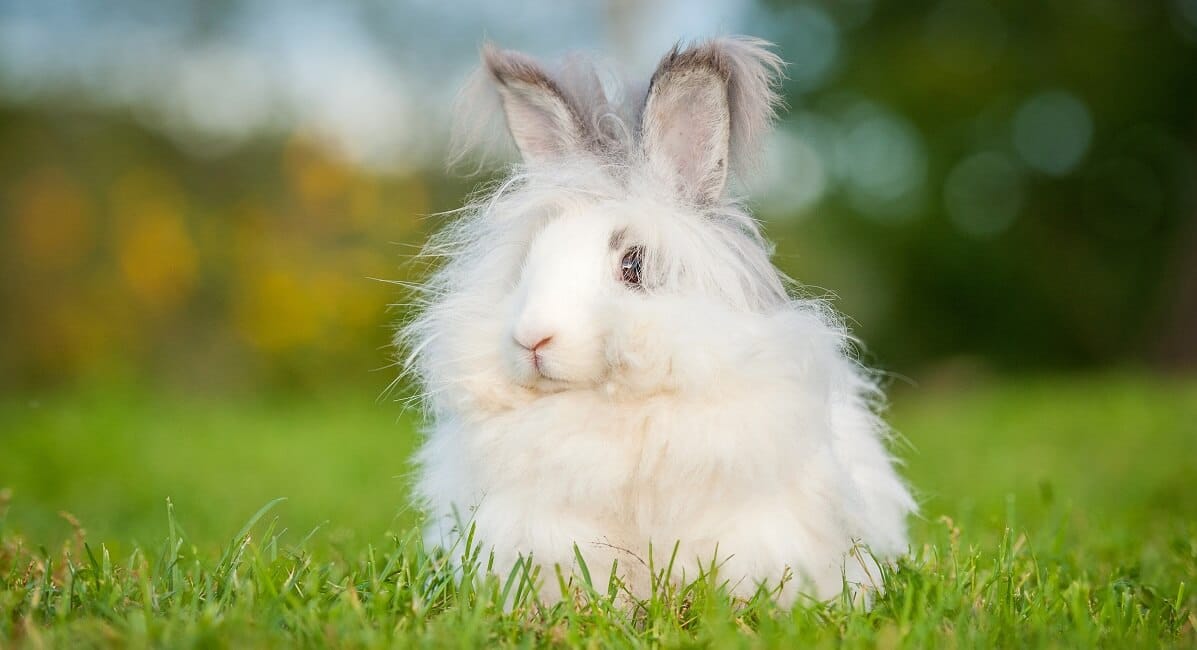 Angora Kaninchen