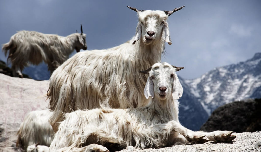 Kaschmirwolle / Cashmere: Eigenschaften, Preis & Verwendung