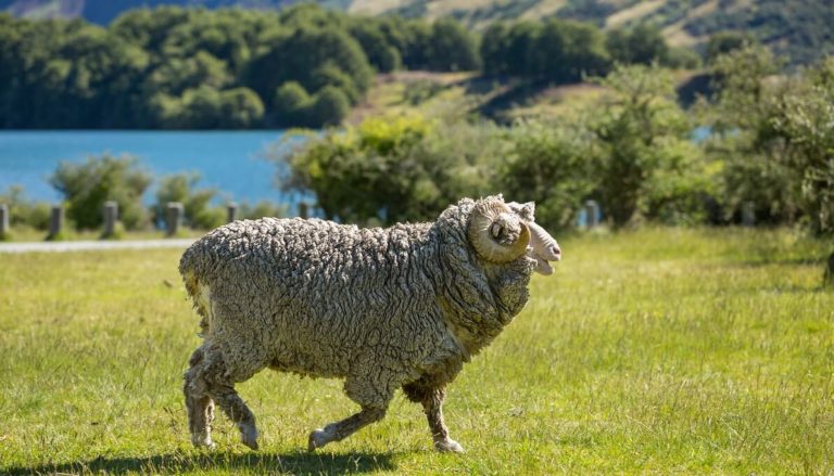 Merinowolle Eigenschaften, Preis & Verwendung Edlerzwirn