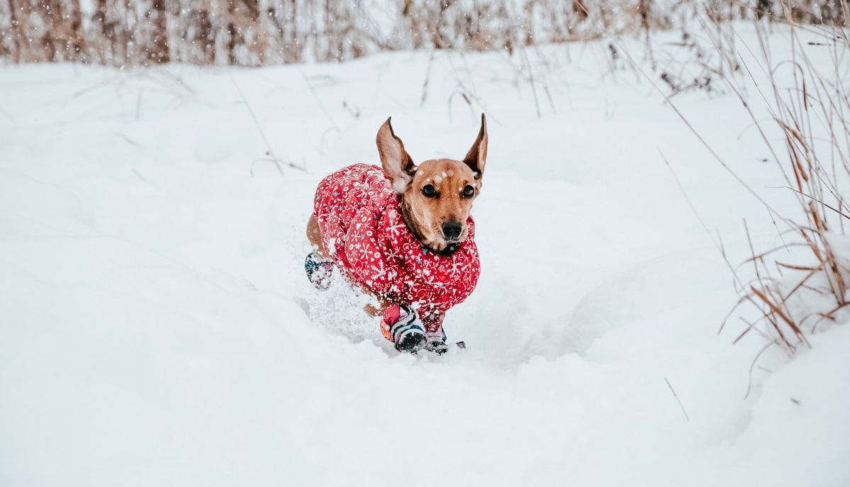 Hundepullover stricken