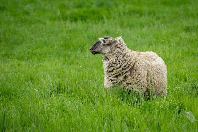 Shetlandwolle wird vom Shetlandschaf gewonnen.