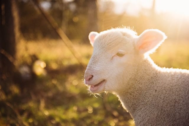 Lettlopi Wolle: Lammwolle wird selten verwendet und unterscheidet sich von Schafwolle