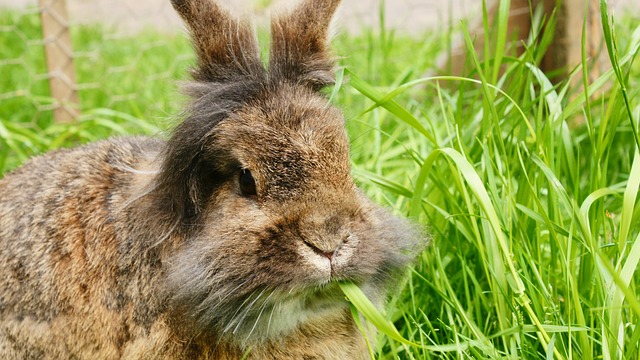 Angora Bettdecke