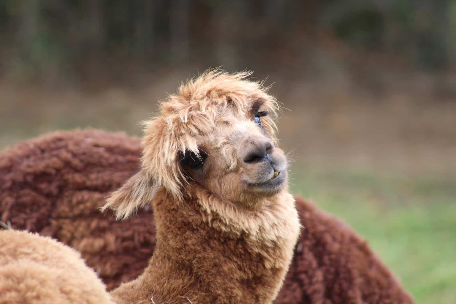 a close up of a llama in a field