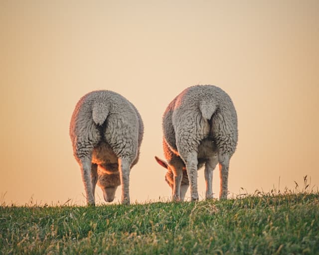 Merino Schlauschal - Tierschutz